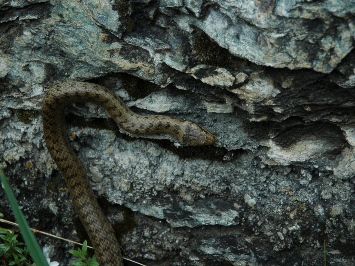 Coronella austriaca